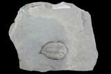 Bargain Dalmanites Trilobite - New York #99060-1